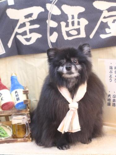 20240606ふわりちゃん